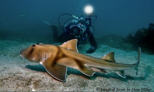 My Aunty Jayne Jenkins, super cool underwater photographer babe and legend