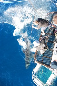 Andrew Fox tagging a great white