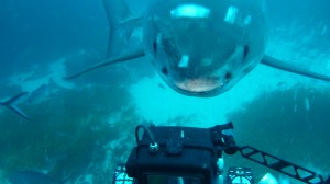Smile? I always smile, I'm a freakin' Shark, check out my teeth. Fully sick bro! No braces ever! Sharks love to pose for pictures....