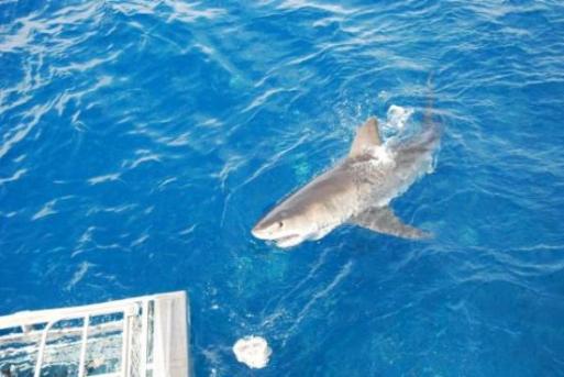 Please stop biting the cage *cue Jaws theme* dan dum, dan dum, dandumdandumdandumtututuuuudandumdandumdandum...
