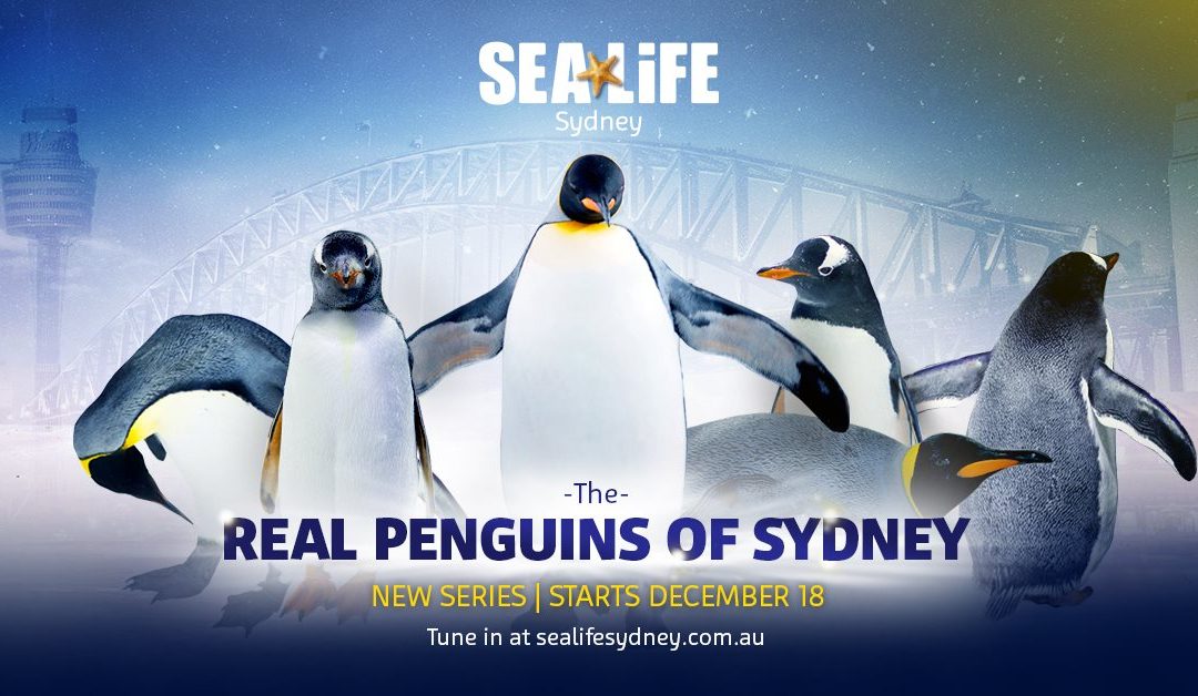 Real Penguins Of Sydney
